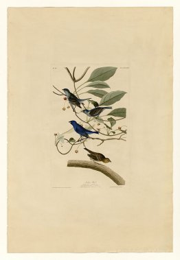 Planche 74 Bird Indigo