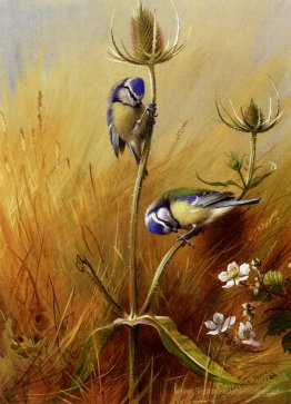 Bluetits sur une taure