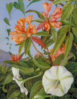Un javan rhododendron et ipomoea