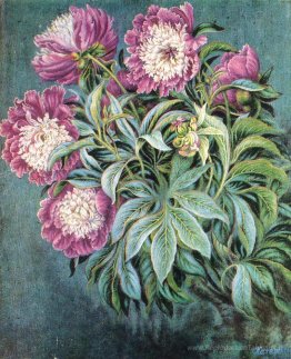 Pivoines