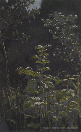 Forêt. Bardane