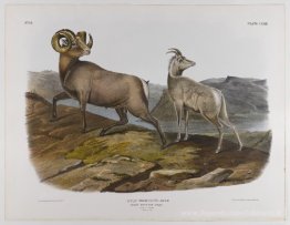 Mouton de montagne rocheux
