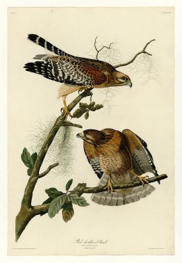 Plaque 56. Hawk à épaules rouges
