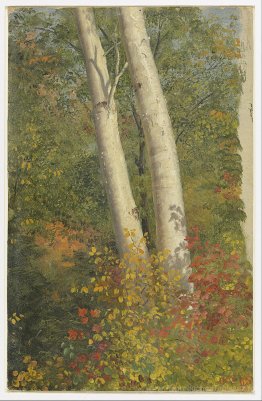 Bouleau à l'automne