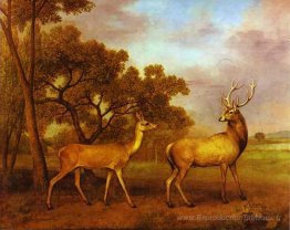 Stag et Hind