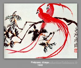 Oiseaux du paradis