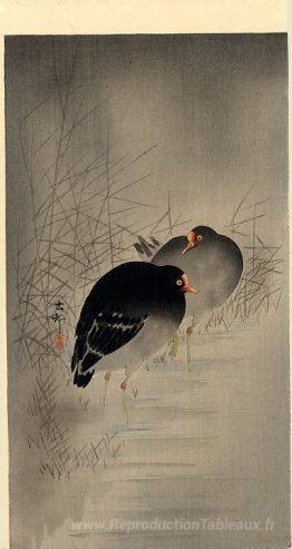 Deux gallinules