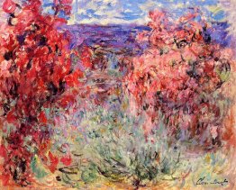 Arbres à fleurs près de la côte