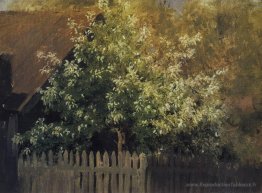 Cerisier à oiseaux