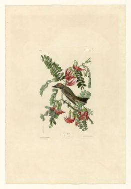 Plaque 170 Tyran gris