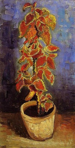 Plant Coleus dans un pot de fleurs