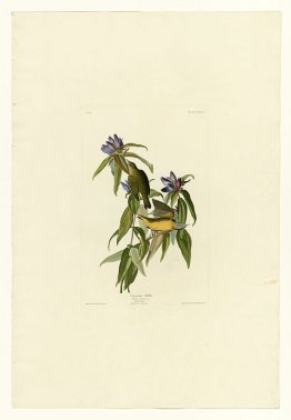 Plaque 138 Connecticut Warbler
