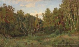Paysage forestier