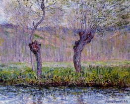 Saules au printemps