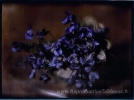 Violettes