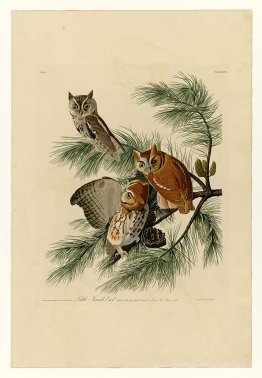Planche 97 Petite hibou hurlante