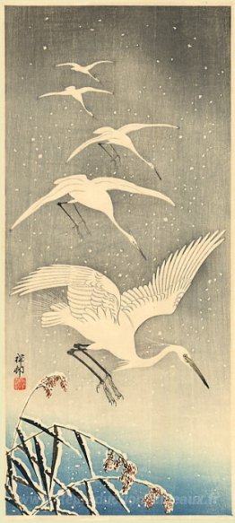 Oiseaux blancs dans la neige