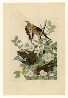 Planche 17. Carolina Turtle Dove
