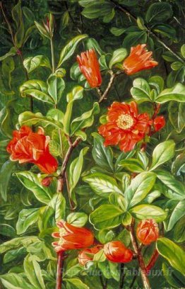 Fleurs de la grenade, peintes à Teneriffe