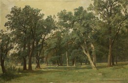Glade forêt