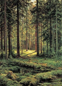 Forêt de conifères. Journée ensoleillée