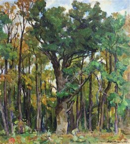 Chênes dans le parc
