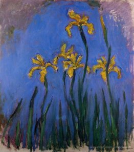 Iris jaunes