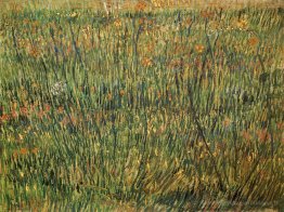 Pâturage en fleurs