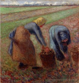 Récolte de pommes de terre