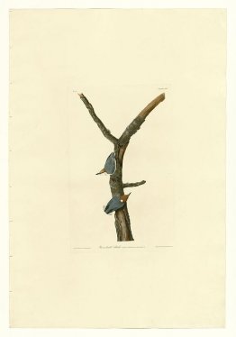 Plaque 125 Autreuse à tête brune