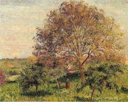Noix au printemps
