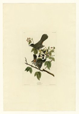 Plaque 128 Cat Bird
