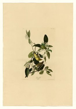 Plaque 163 Palm Warbler