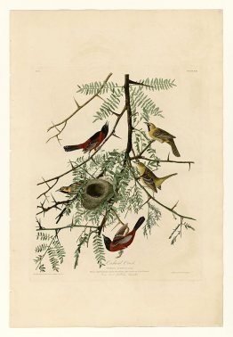 Planche 42. Oriole de verger
