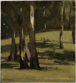 Ombres, paysage avec des arbres