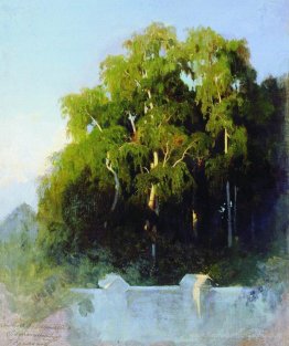 Birch Grove le soir