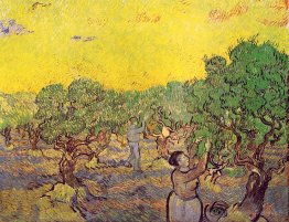 Olive Grove avec des chiffres de cueillette