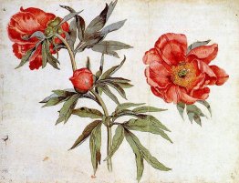 Étude des pivoines