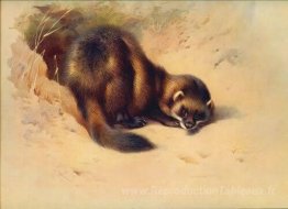 Polecat européen