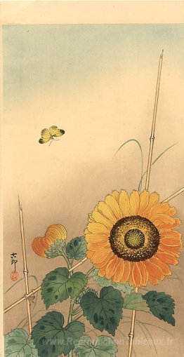 Petit papillon et tournesol