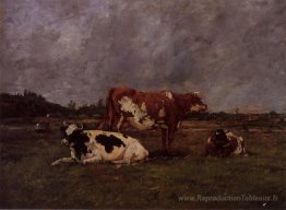 Vaches en pâturage
