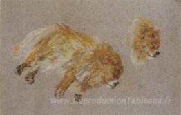 Deux études sur le chien endormi