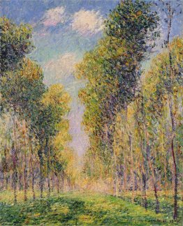Ruelle de peupliers