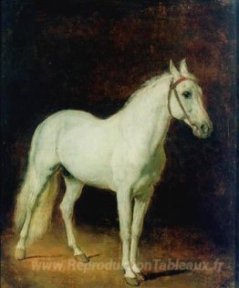 Cheval Blanc. Étude.