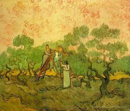 Cueillette d'olive