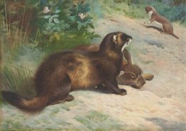 Polecat européen défendant une carcasse de lapin d'une moins de