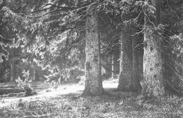 Sapin dans le parc Shuvalov