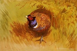 Un coq faisan