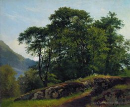Forêt de hêtres en Suisse