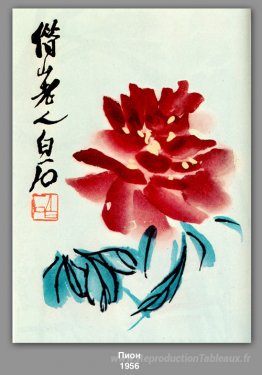 Pivoine